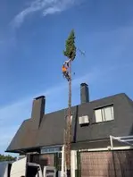 Poda de árboles en altura,Tala y poda en altura en CIFUENTES, Guadalajara Podamos árboles en altura