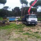 Podas de árboles en Madrid